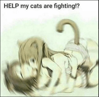 catsfight